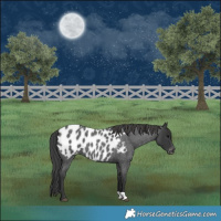 Horse Color:Blue Roan Appaloosa