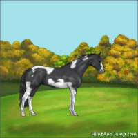Horse Color:Blue Roan Tobiano Frame 