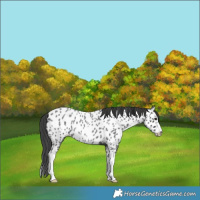 Horse Color:Blue Roan Splash Frame Appaloosa 