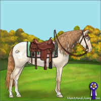 Horse Color:Buckskin Pearl Dun Sabino Tobiano Blanket 