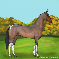 Horse Color:Bay Roan Tobiano 