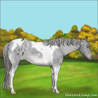 Horse Color:Black Tobiano Appaloosa
