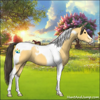 Horse Color:Buckskin Tobiano 