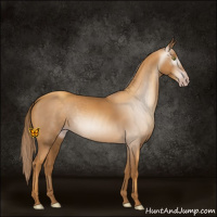 Horse Color:Gray Gold Champagne 