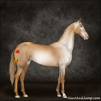Horse Color:Gray Gold Champagne