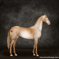 Horse Color:Gray Gold Champagne 