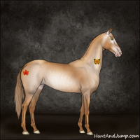 Horse Color:Gray Gold Champagne 