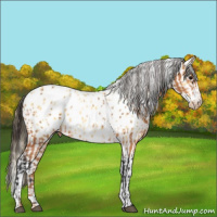 Horse Color:Bay Appaloosa  and Buckskin Splash Tobiano Appaloosa 