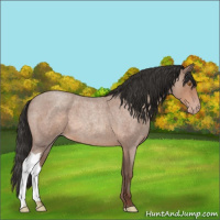 Horse Color:Sable Champagne Roan 