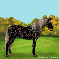 Horse Color:Void Nacre Chestnut Appaloosa 