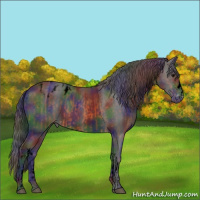 Horse Color:Void Nacre Bay  and Void Nacre Black Appaloosa 