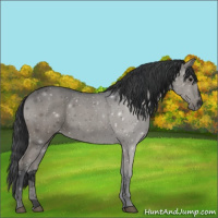 Horse Color:Void Black Sabino 