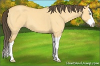 Horse Color:Amber Cream Champagne Dun Splash