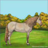 Horse Color:Liver Red Dun 