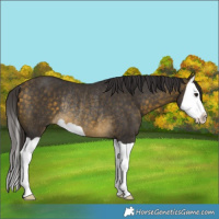 Horse Color:Buckskin Splash Rabicano