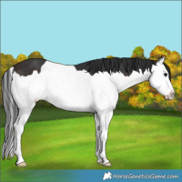 Horse Color:Brown Splash 