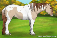 Horse Color:Red Dun Tobiano