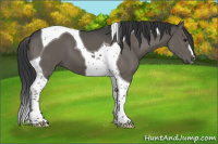 Horse Color:Black Tobiano 