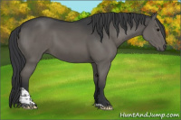 Horse Color:Black Tobiano 