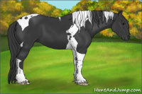 Horse Color:Black Tobiano 