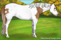 Horse Color:Chestnut Splash Tobiano Frame 