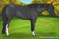 Horse Color:Blue Roan Tobiano 