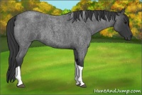 Horse Color:Blue Roan Tobiano
