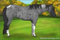 Horse Color:Blue Roan Tobiano