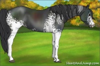 Horse Color:White Spotted Black