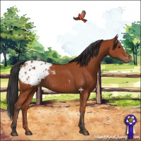 Horse Color:Bay Appaloosa 