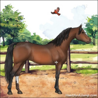 Horse Color:Bay 