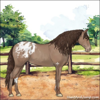 Horse Color:Classic Champagne Appaloosa 