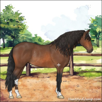 Horse Color:Bay Rabicano 
