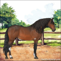 Horse Color:Brown 