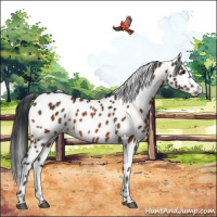 Horse Color:Brown Appaloosa 