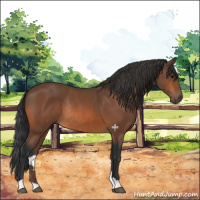Horse Color:Bay Rabicano 