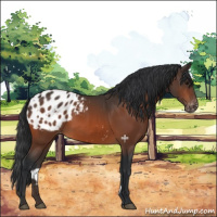 Horse Color:Bay Appaloosa 