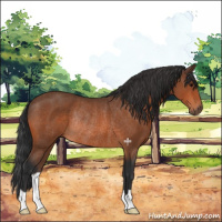 Horse Color:Bay Rabicano 