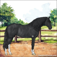 Horse Color:Black Rabicano 