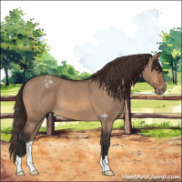 Horse Color:Bay Dun Varnish 
