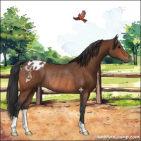 Horse Color:Bay Appaloosa Rabicano 