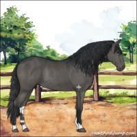 Horse Color:Black Rabicano 