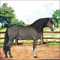 Horse Color:Grullo 