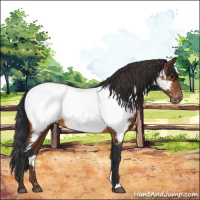 Horse Color:Bay Appaloosa 