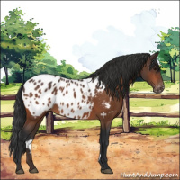 Horse Color:Bay Near Leopard 