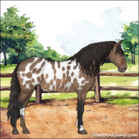 Horse Color:Brown Dun Appaloosa 