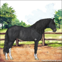 Horse Color:Black Varnish Rabicano 