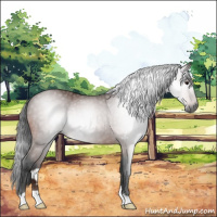 Horse Color:Gray Bay Rabicano 