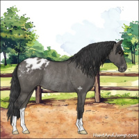 Horse Color:Grullo Varnish Rabicano 