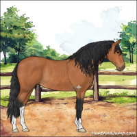 Horse Color:Bay Rabicano 